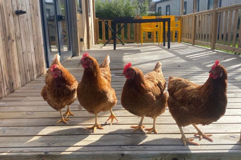 Camping Le Domaine de Mesqueau